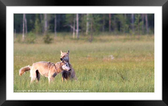 Wolves, Northern Finland. Framed Mounted Print by Alan Crawford