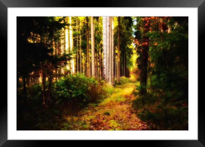 Autumn in forest. Framed Mounted Print by Sergey Fedoskin