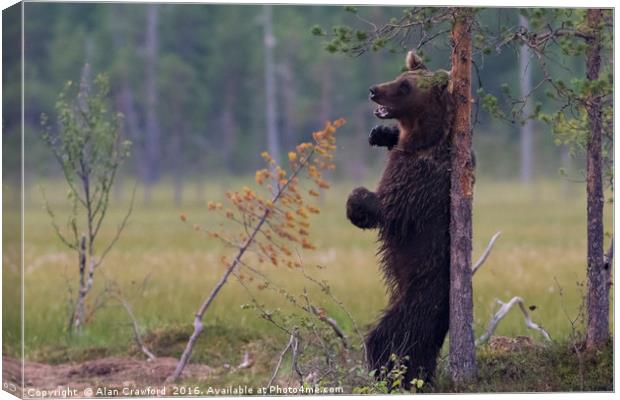 Brown Bear Scratching its back Canvas Print by Alan Crawford