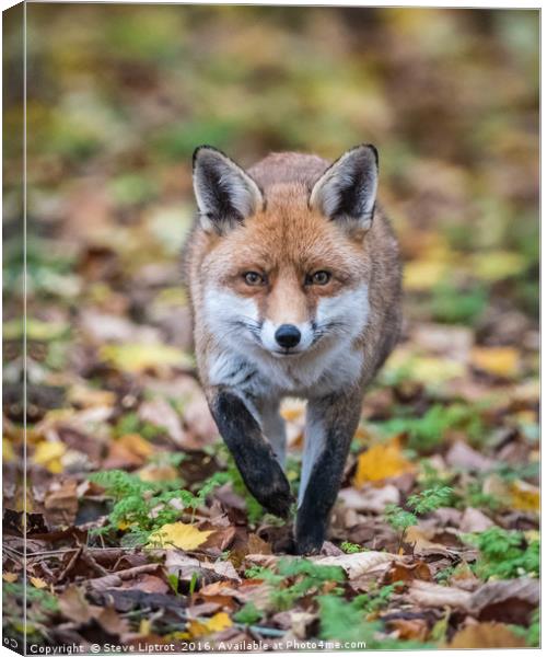 Red fox (Vulpes vulpes) Canvas Print by Steve Liptrot