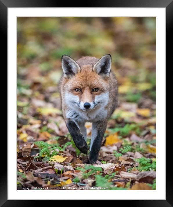 Red fox (Vulpes vulpes) Framed Mounted Print by Steve Liptrot