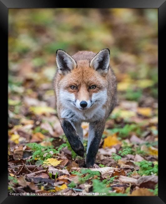 Red fox (Vulpes vulpes) Framed Print by Steve Liptrot