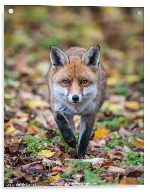 Red fox (Vulpes vulpes) Acrylic by Steve Liptrot