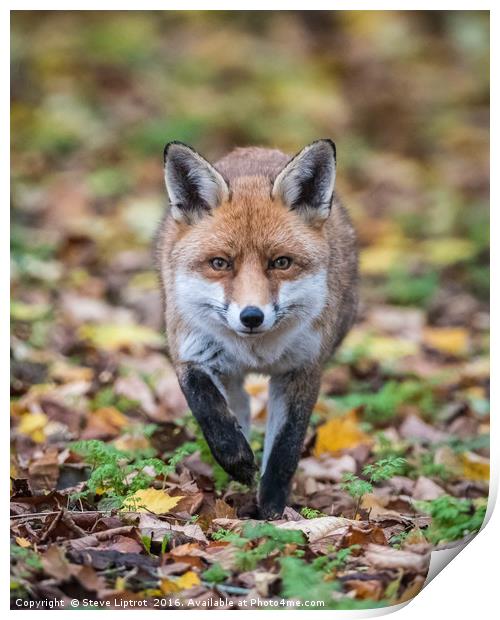 Red fox (Vulpes vulpes) Print by Steve Liptrot