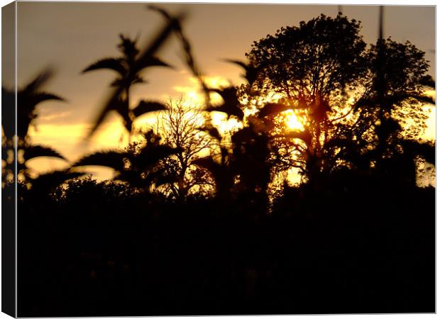 Golden Sunset Canvas Print by Mark Hobson