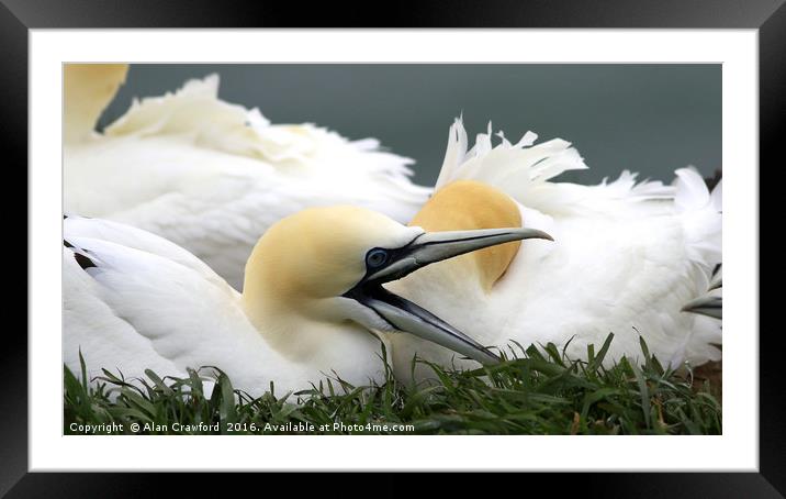 Gannets at Bempton Cliffs, England Framed Mounted Print by Alan Crawford