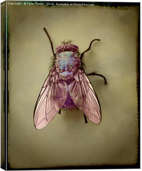 Fly. Canvas Print by Peter Hatter