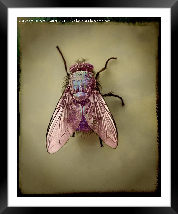 Fly. Framed Mounted Print by Peter Hatter