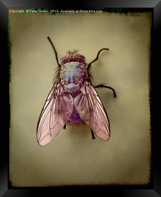 Fly. Framed Print by Peter Hatter