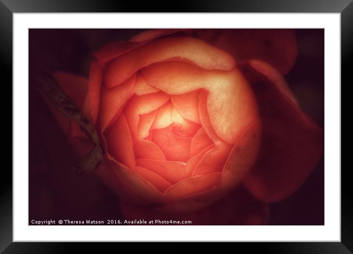 Orange Rose Framed Mounted Print by Theresa Watson