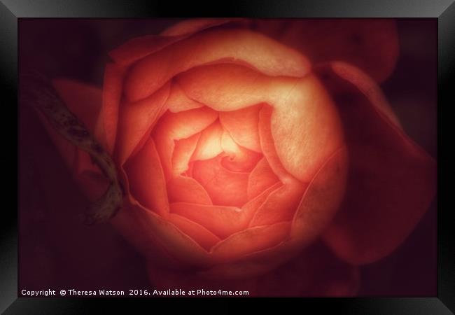 Orange Rose Framed Print by Theresa Watson