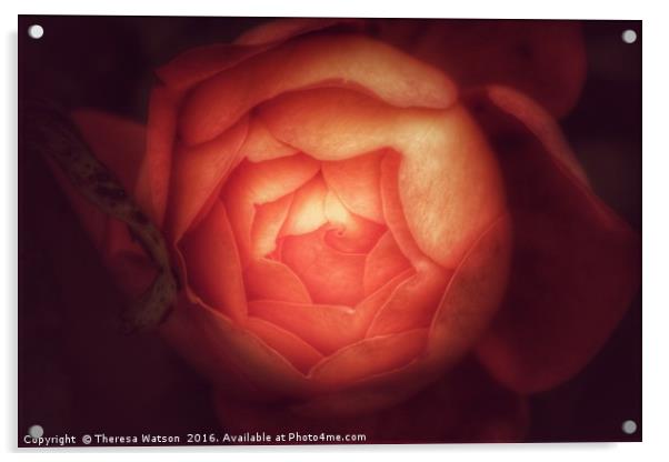 Orange Rose Acrylic by Theresa Watson