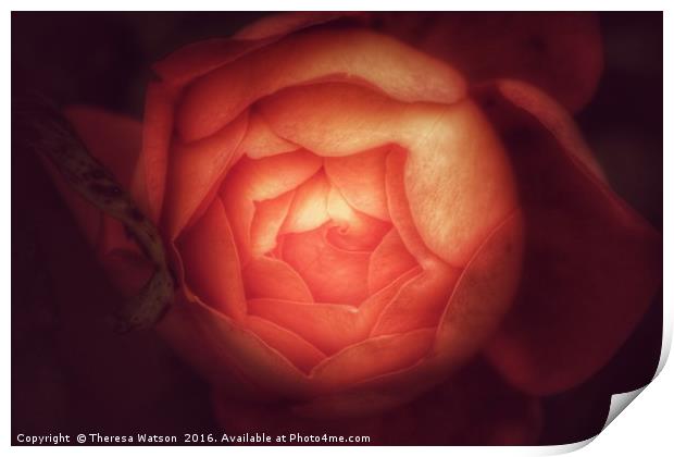 Orange Rose Print by Theresa Watson