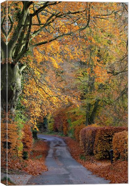 Country Lane autumn colours Canvas Print by Tony Bates