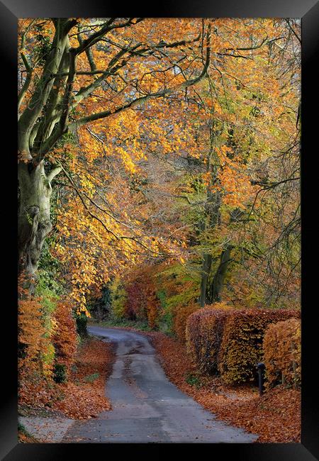 Country Lane autumn colours Framed Print by Tony Bates