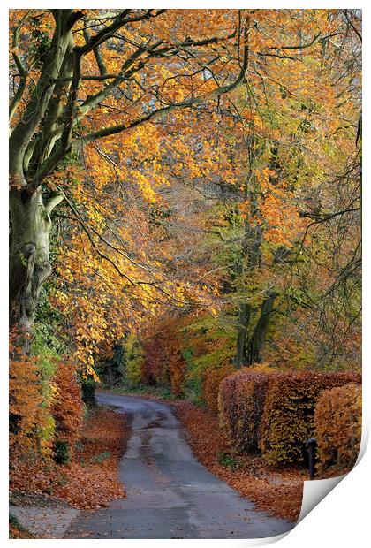 Country Lane autumn colours Print by Tony Bates