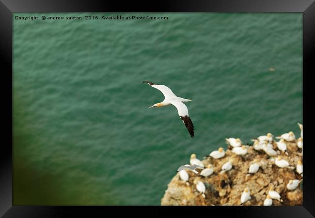 WATCH OVER Framed Print by andrew saxton