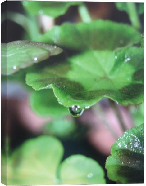geranium droplet Canvas Print by Fiona McLellan
