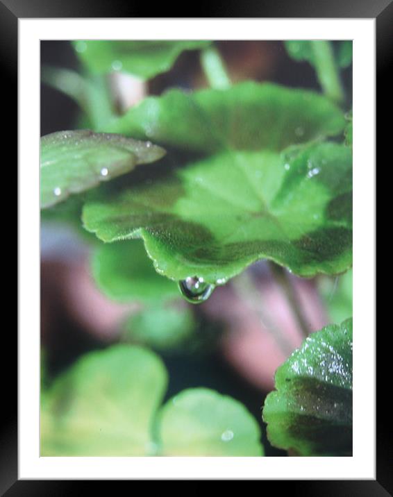 geranium droplet Framed Mounted Print by Fiona McLellan