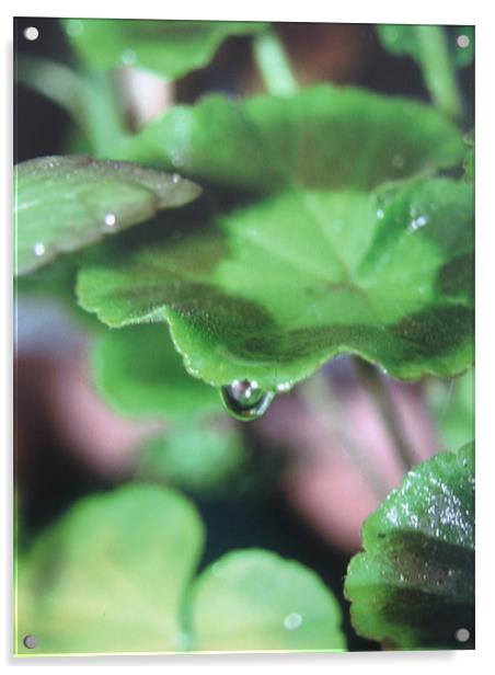 geranium droplet Acrylic by Fiona McLellan