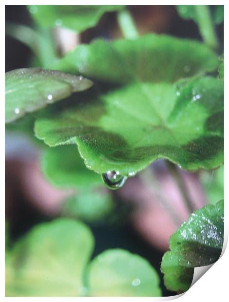 geranium droplet Print by Fiona McLellan