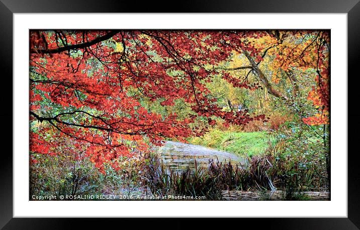"TREES AT THE LAKE SIDE " Framed Mounted Print by ROS RIDLEY