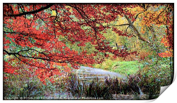 "TREES AT THE LAKE SIDE " Print by ROS RIDLEY