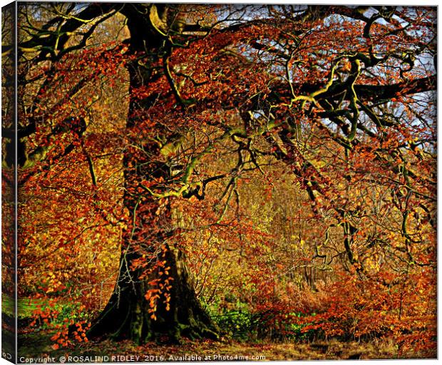 "AUTUMN TREE IN THE PARK" Canvas Print by ROS RIDLEY