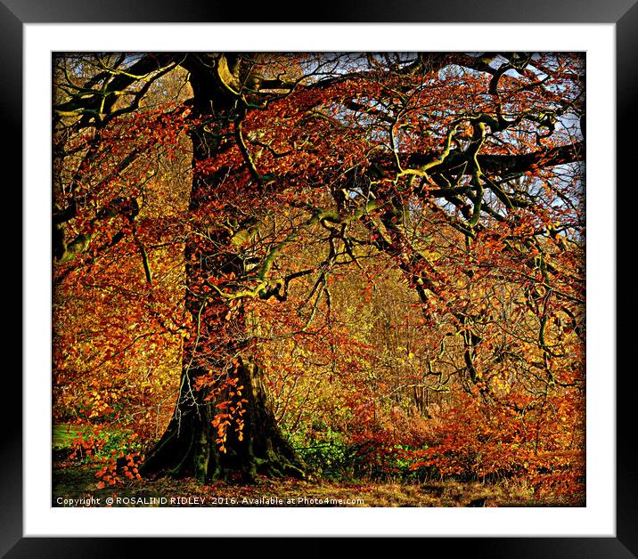 "AUTUMN TREE IN THE PARK" Framed Mounted Print by ROS RIDLEY
