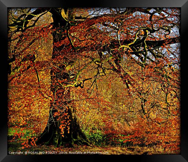 "AUTUMN TREE IN THE PARK" Framed Print by ROS RIDLEY