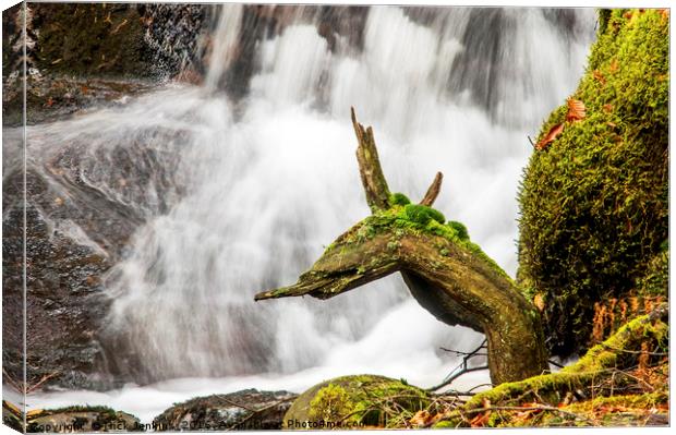 The Welsh Dragon Claerwen Valley Mid Wales Canvas Print by Nick Jenkins