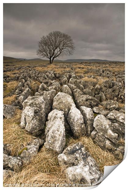 Winter Tree at Malham Moor Print by Nick Jenkins