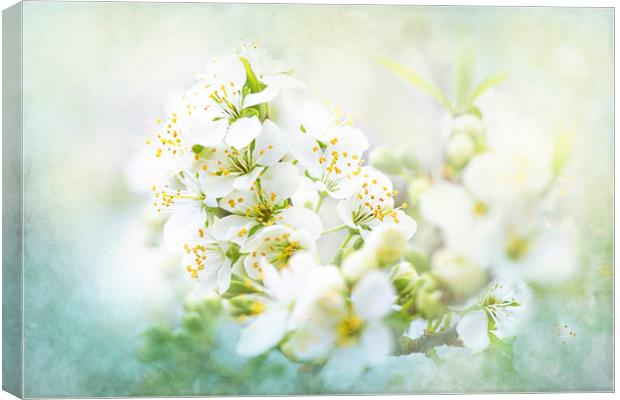 White Pear Blossom Canvas Print by Jacky Parker
