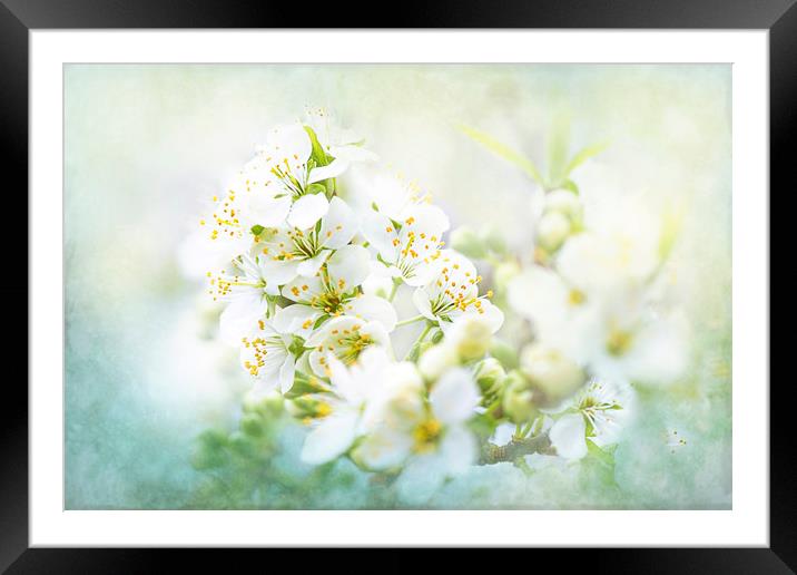 White Pear Blossom Framed Mounted Print by Jacky Parker