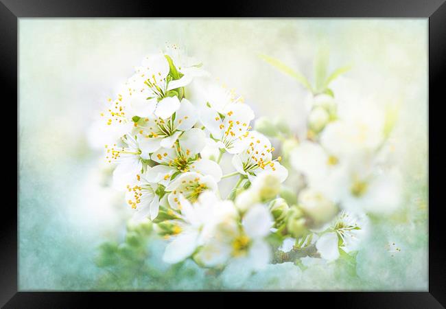 White Pear Blossom Framed Print by Jacky Parker