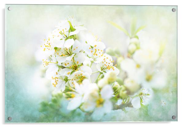 White Pear Blossom Acrylic by Jacky Parker