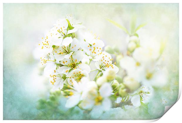 White Pear Blossom Print by Jacky Parker