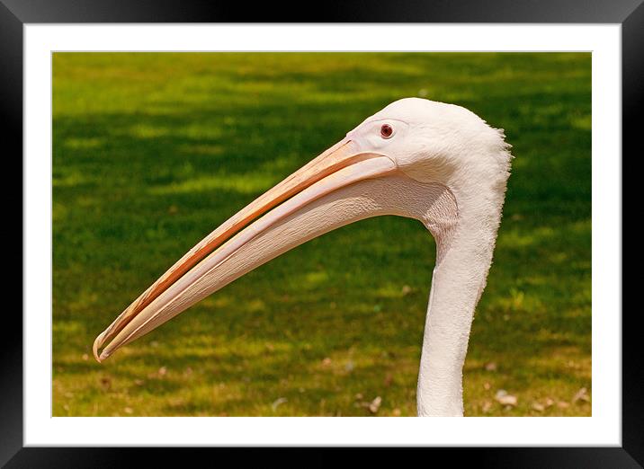 Pelicans Head Framed Mounted Print by Chris Thaxter