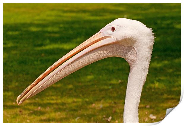 Pelicans Head Print by Chris Thaxter