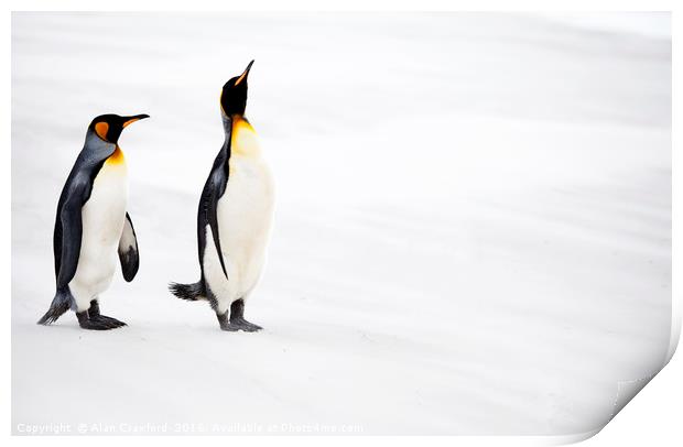 King Penguins, Falkland Islands Print by Alan Crawford