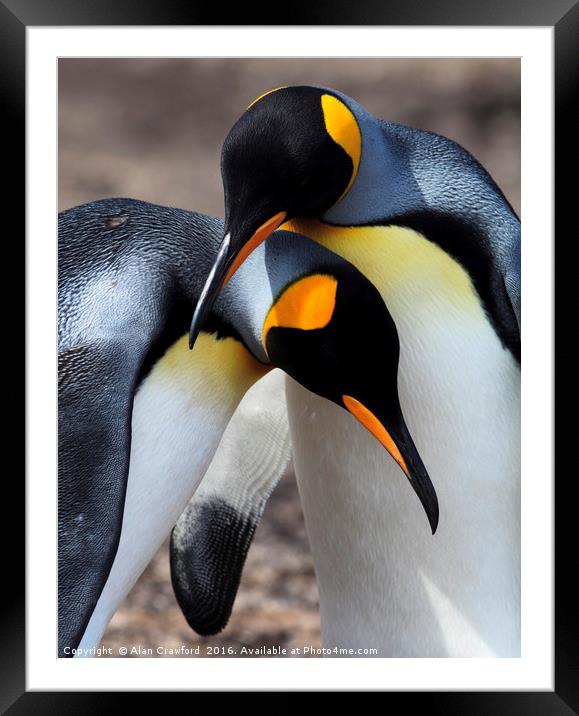 King Penguins, Falkland Islands Framed Mounted Print by Alan Crawford