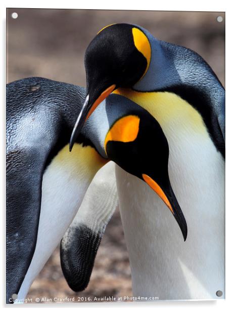 King Penguins, Falkland Islands Acrylic by Alan Crawford