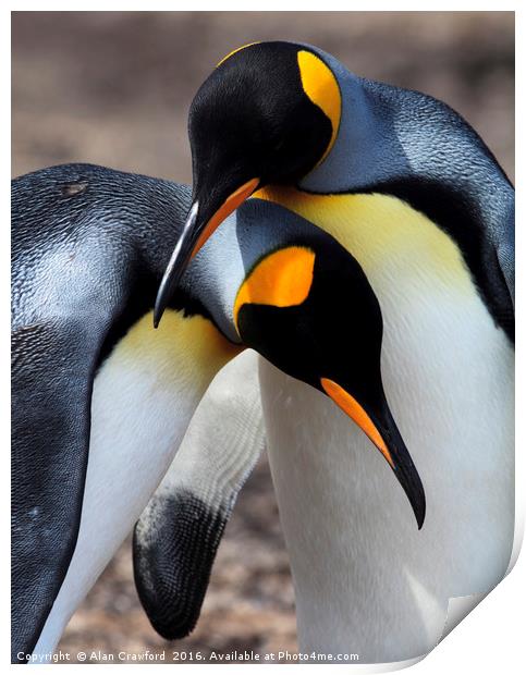 King Penguins, Falkland Islands Print by Alan Crawford