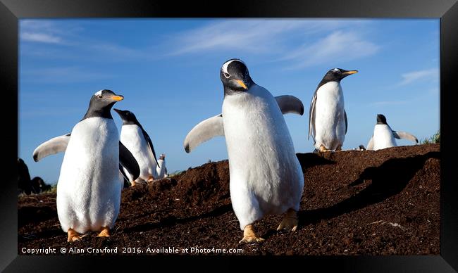 Gentoo Penguins on the Falkland Islands Framed Print by Alan Crawford