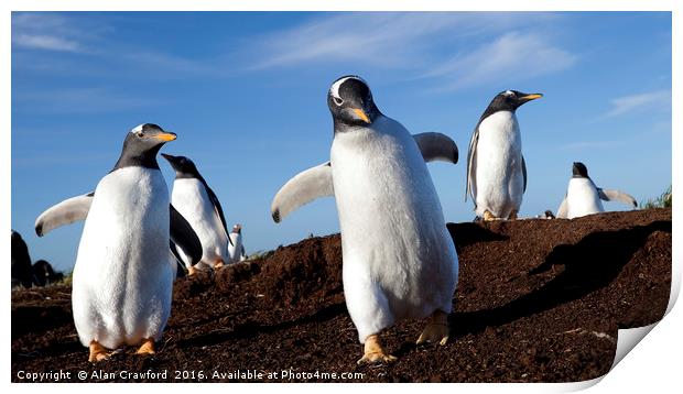 Gentoo Penguins on the Falkland Islands Print by Alan Crawford