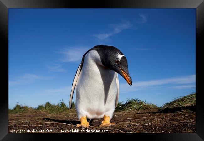 Gentoo Penguin, Falkland Islands Framed Print by Alan Crawford