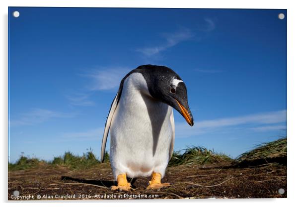 Gentoo Penguin, Falkland Islands Acrylic by Alan Crawford