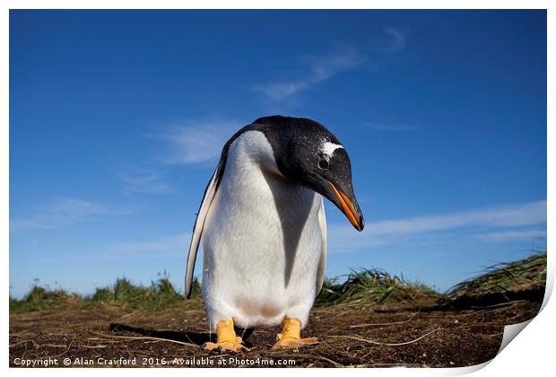 Gentoo Penguin, Falkland Islands Print by Alan Crawford