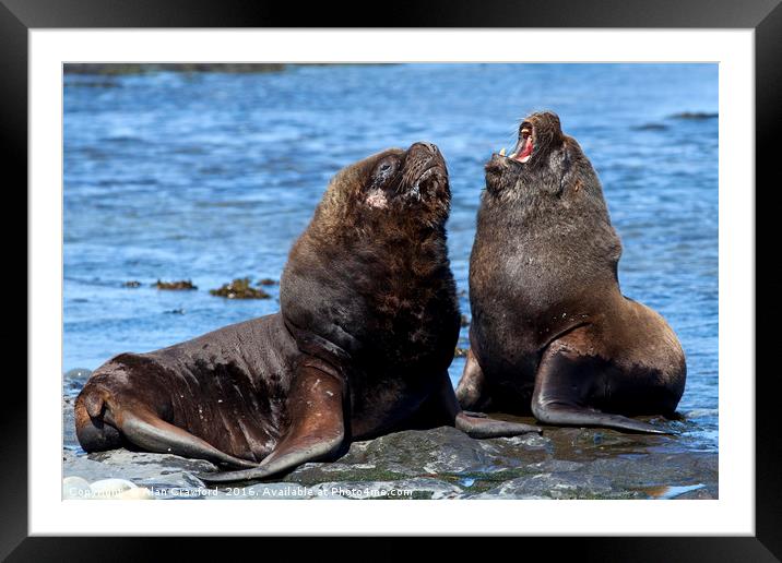South American Sea Lions, Falkland Islands Framed Mounted Print by Alan Crawford