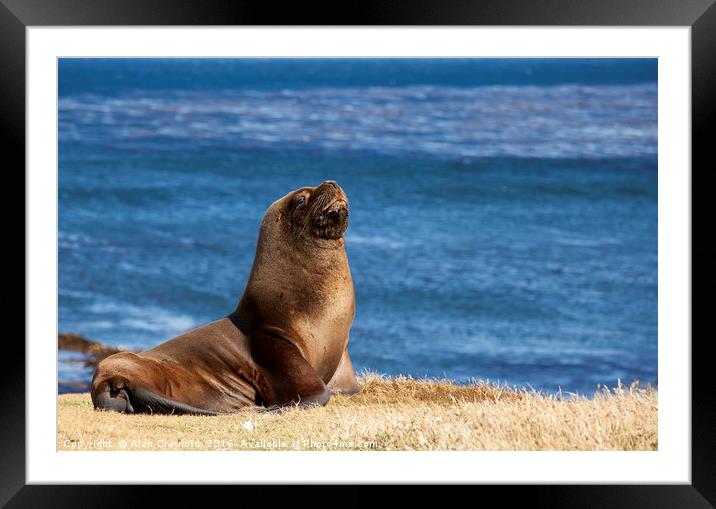 South American Sea Lion, Falkland Islands Framed Mounted Print by Alan Crawford
